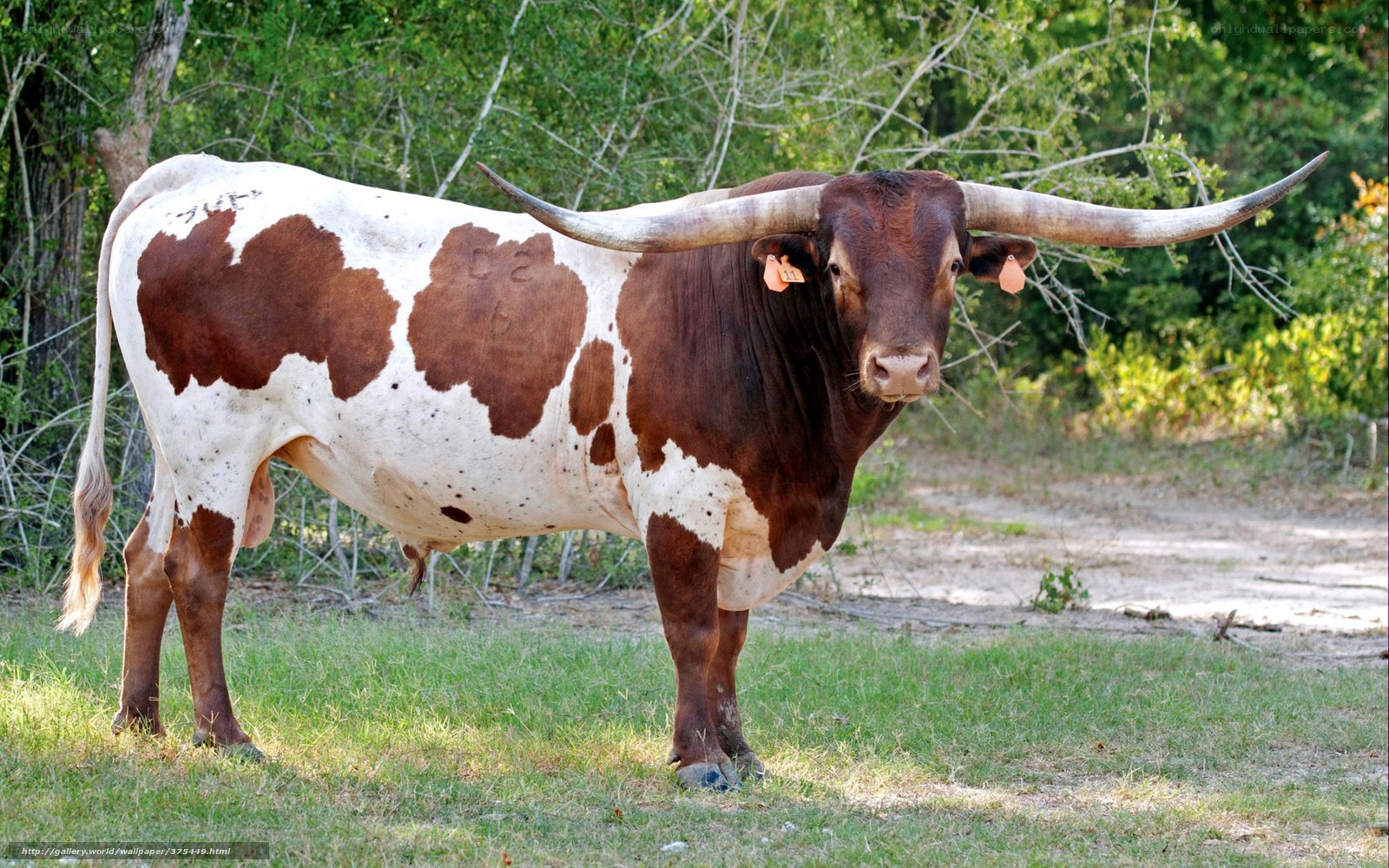 Longhorn bull in a field