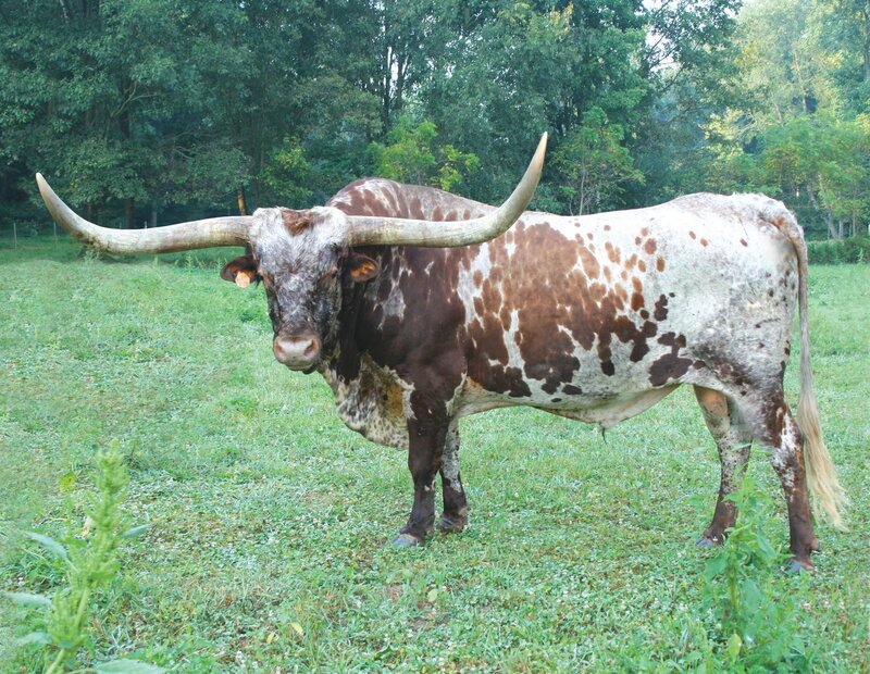 Longhorn bull in a grassy field