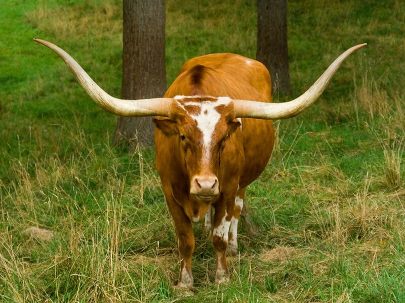 Longhorn bull in a grassy field