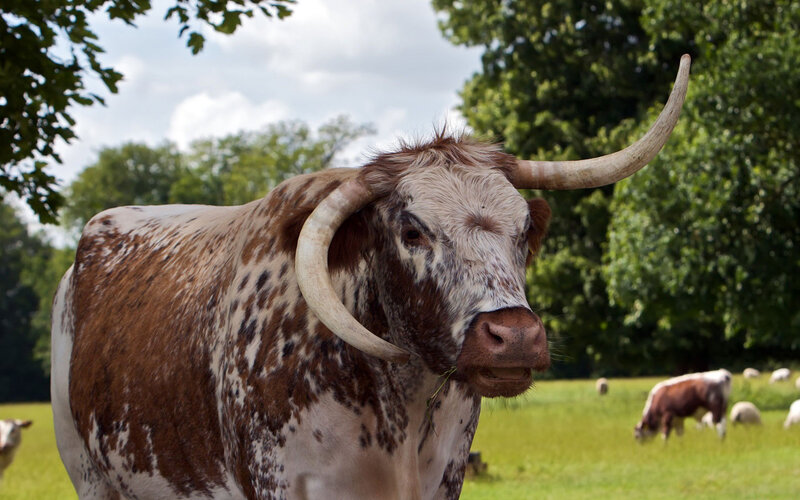 Longhorn Bull in Field — Brown, Calm