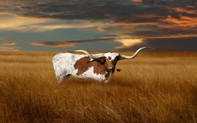 Longhorn Bull in Field — Brown