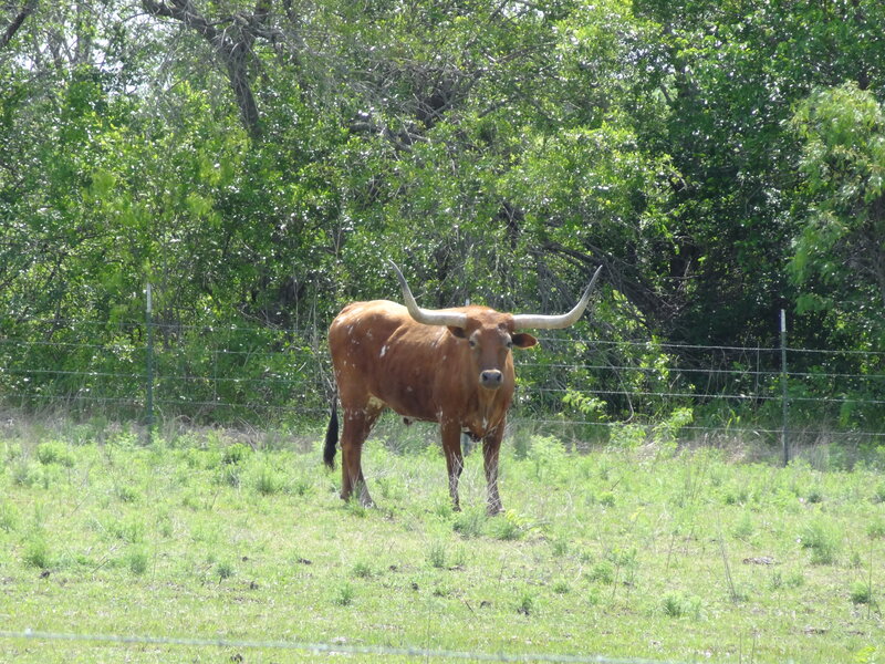 Longhorn Bull in Field — Green