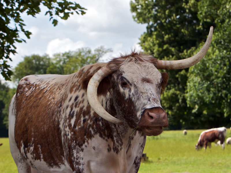 Longhorn Bull in Field