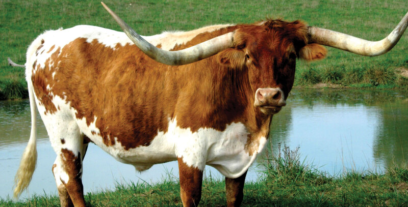 Longhorn Bull