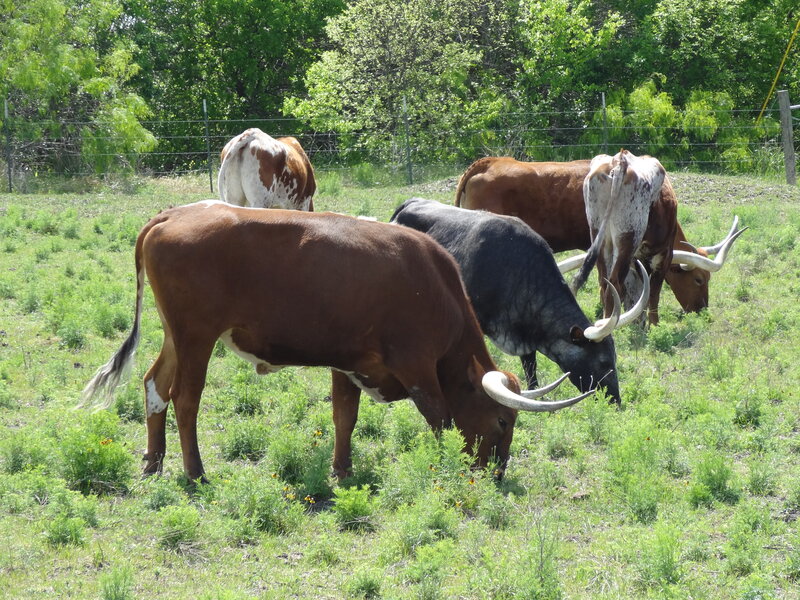 Longhorn Cattle Grazing — Green
