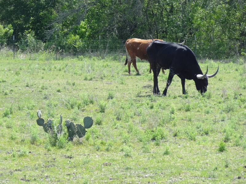 Longhorn Cattle Grazing