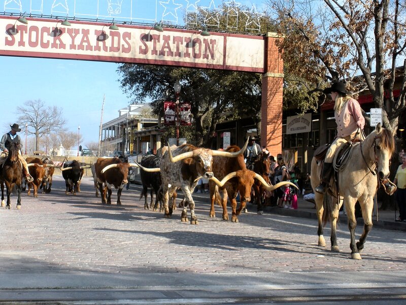 Longhorn Cattle Herd