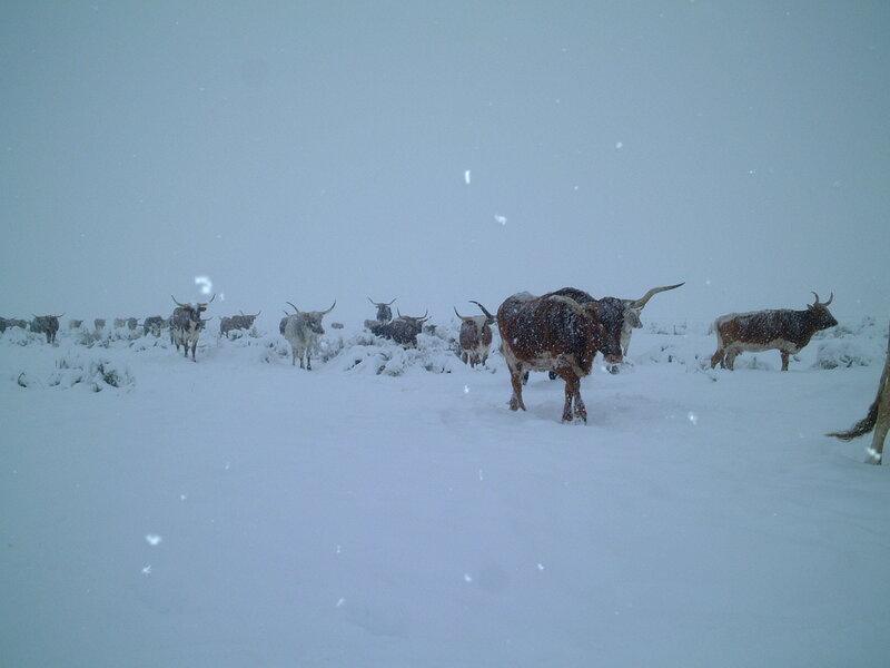 Longhorn cattle in snowstorm