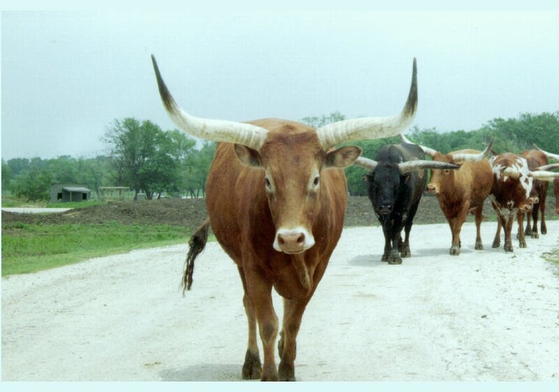 Longhorn Cattle on Road
