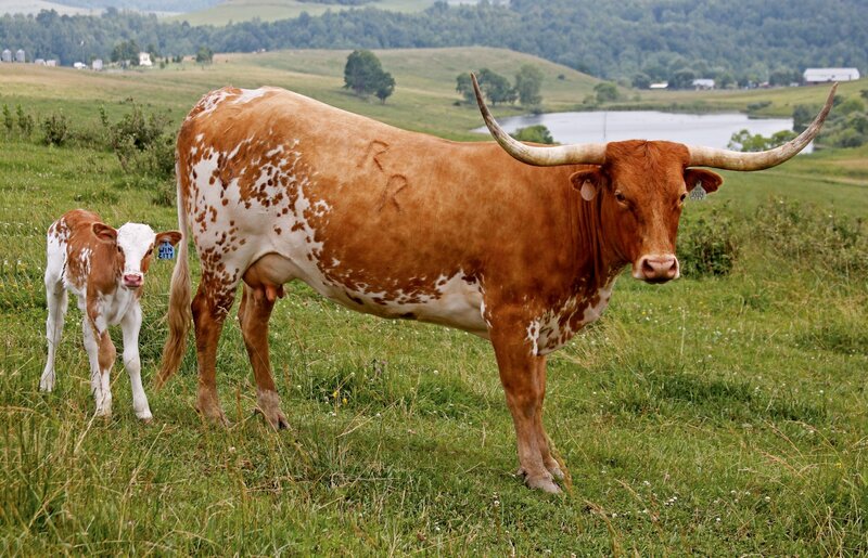 Longhorn Cow and Calf