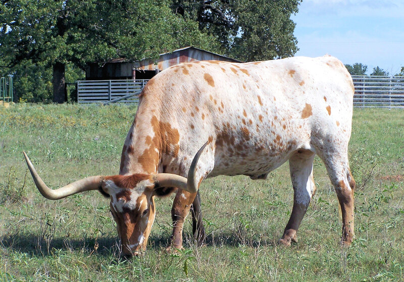 Longhorn cow grazing in field