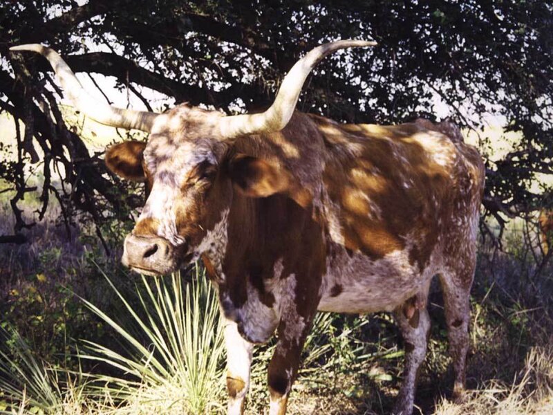 Longhorn cow in a field