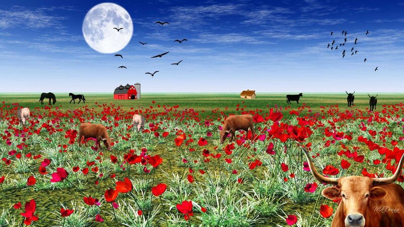 Longhorn Cow in Field