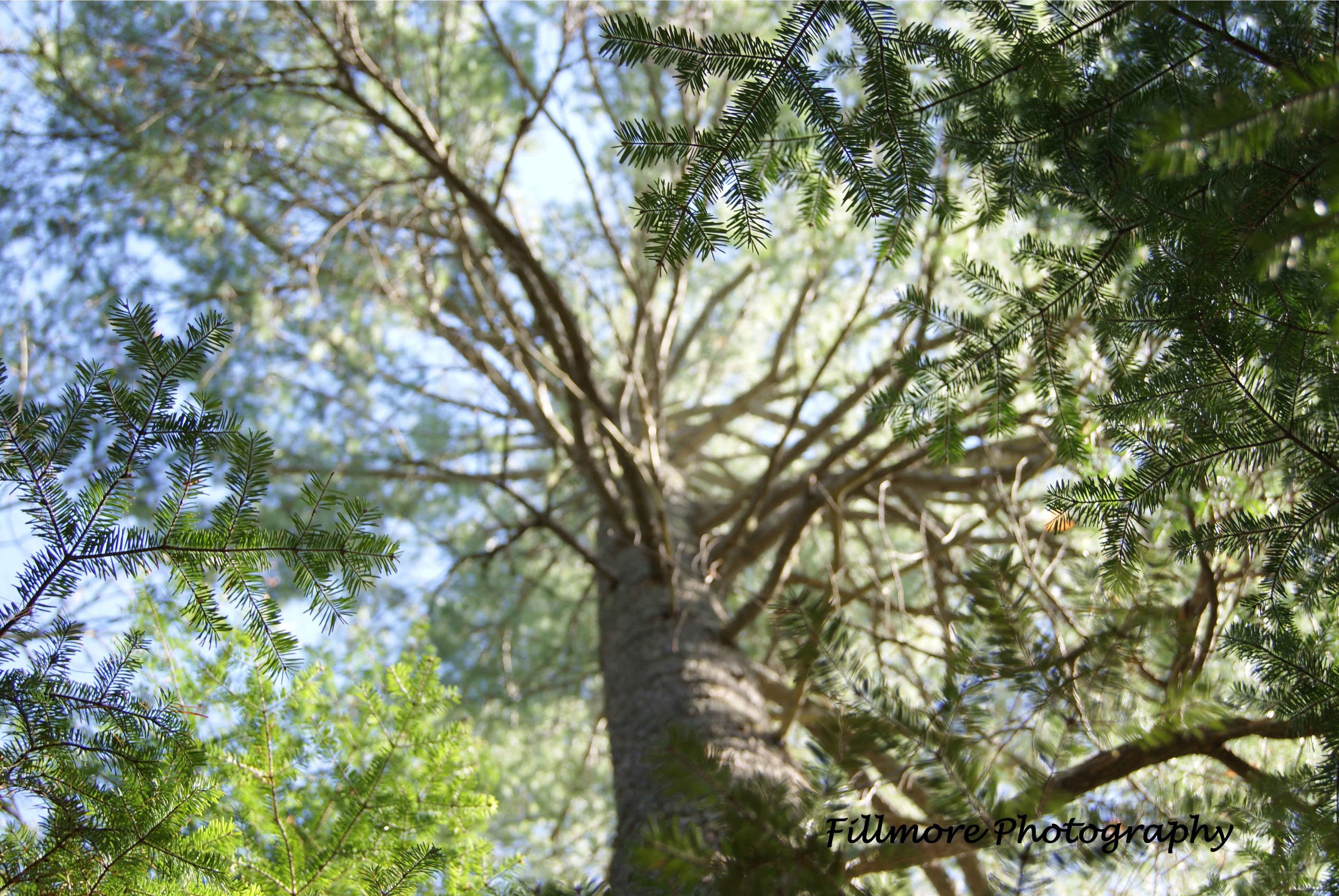 Looking up at a tall evergreen tree