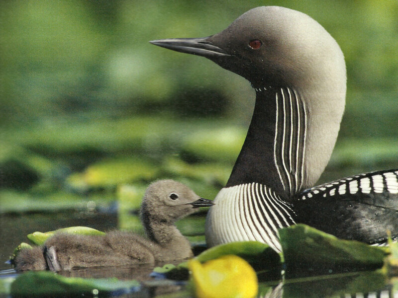 Loon and Chick