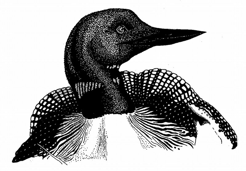 loon bird illustration