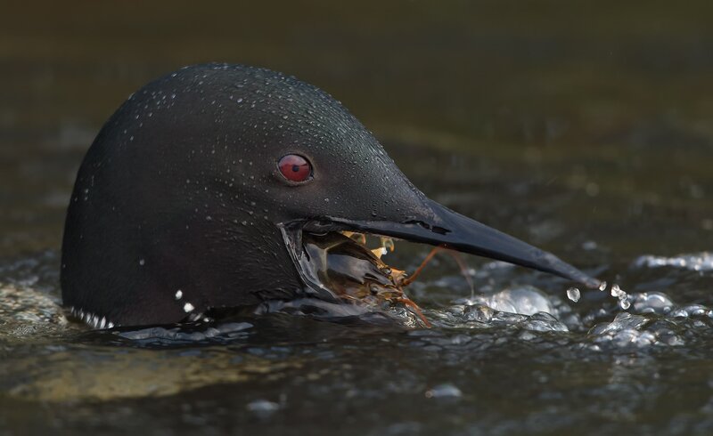 Loon Catching Prey