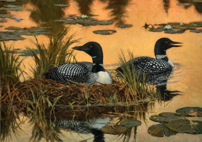 Loon Couple on Nest