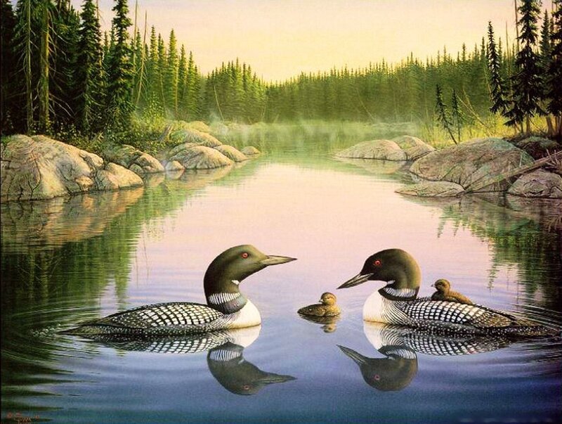Loon Family on Lake — Green, Serene