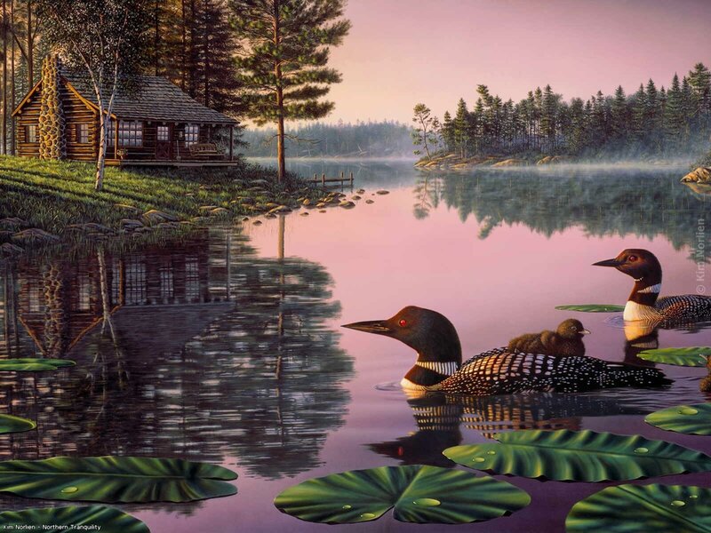 Loon Family on Lake — Pink