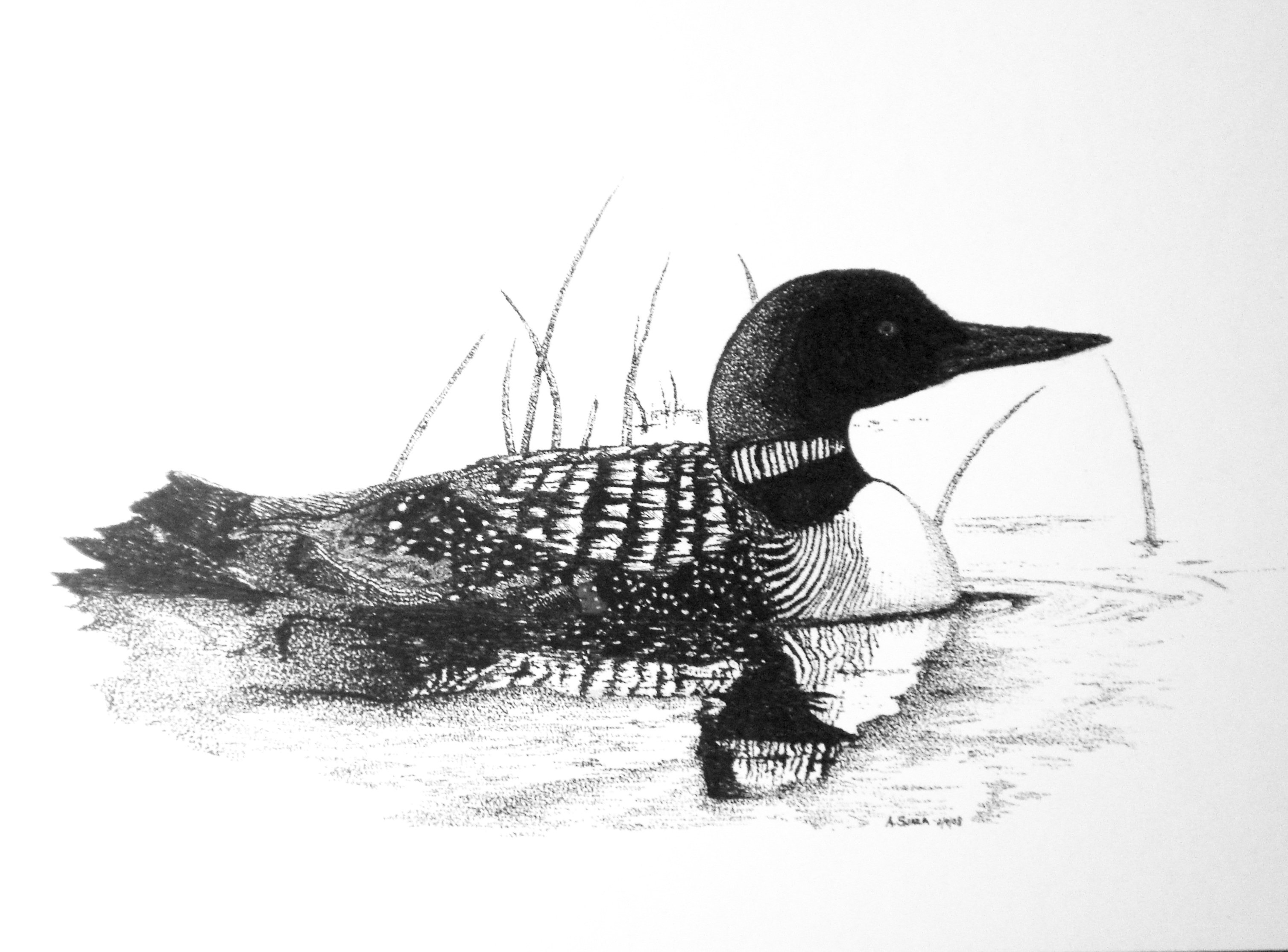loon in water drawing