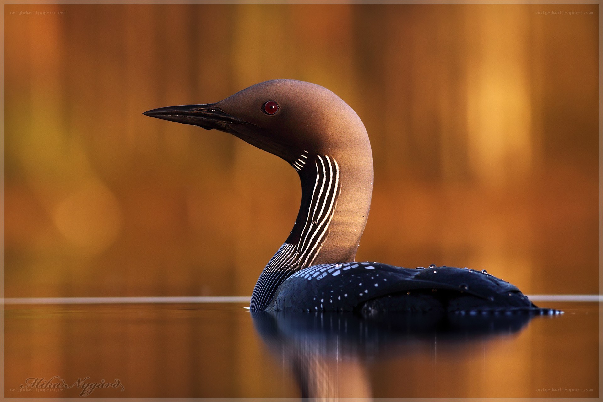 Loon on a calm lake