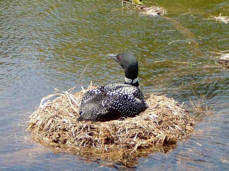 Loon on a nest in water