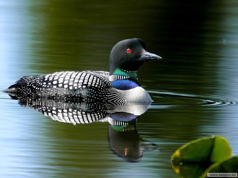 Loon on Calm Water — Green