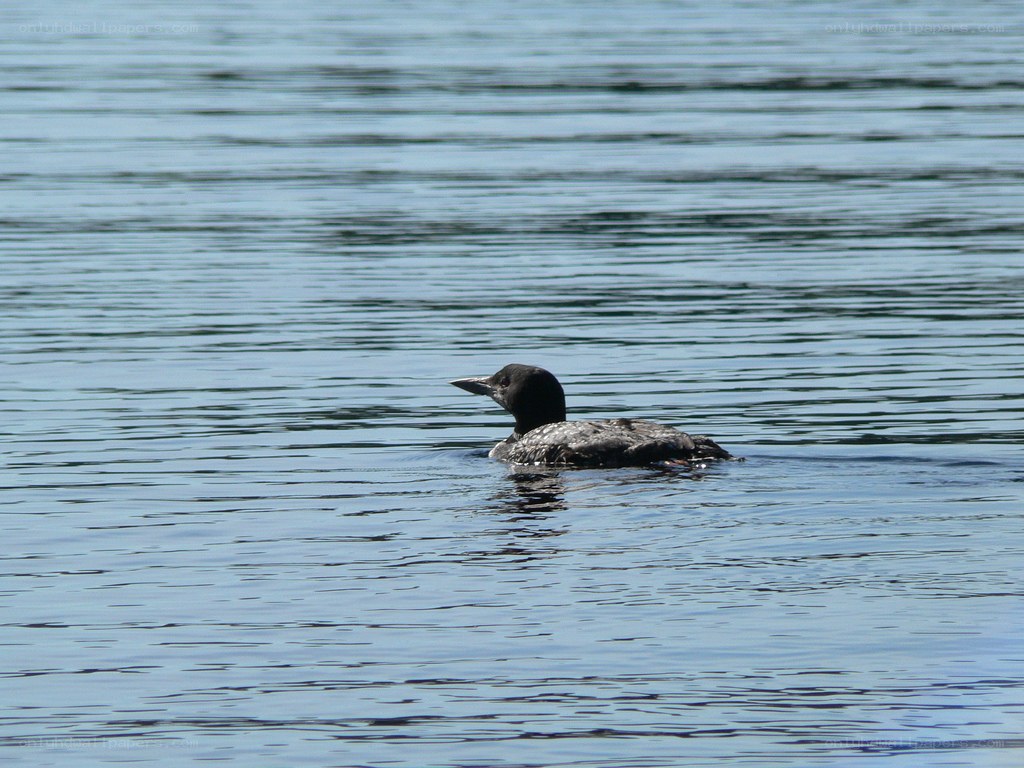 Loon on calm water