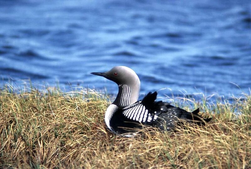 Loon on Grass