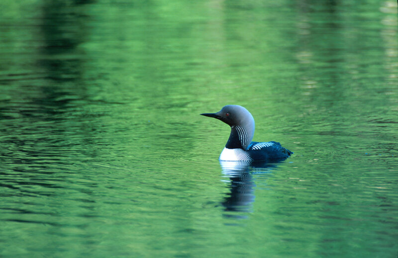 Loon on green water