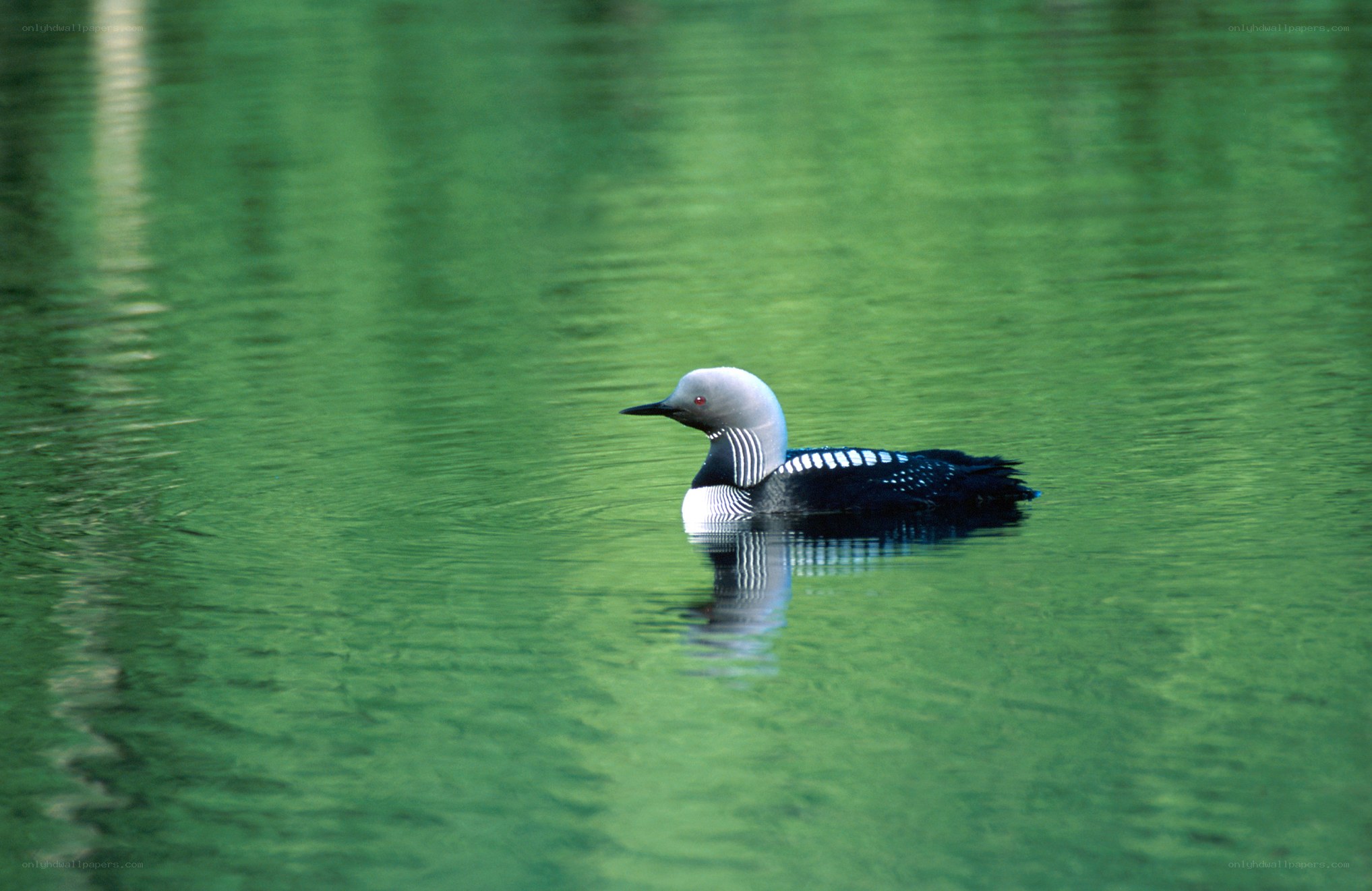 Loon on green water
