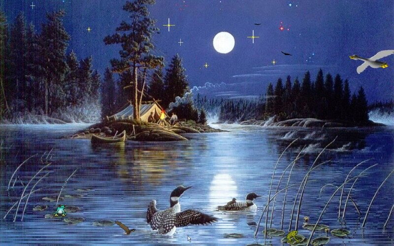 Loon on Lake at Night