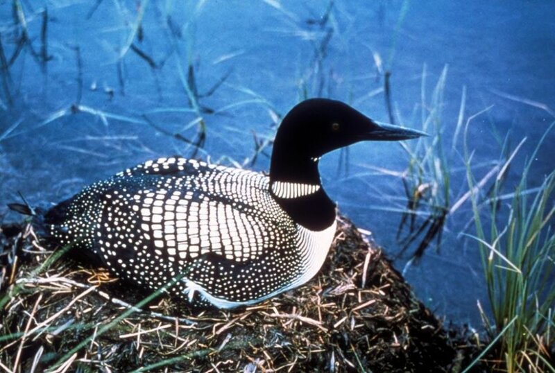 Loon on Nest