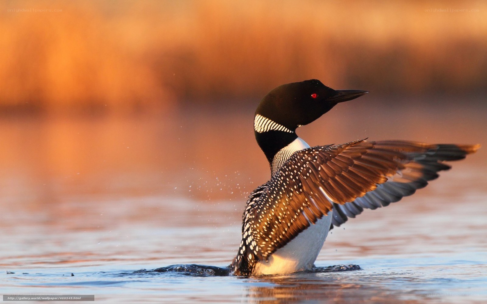 Loon spreading wings on water