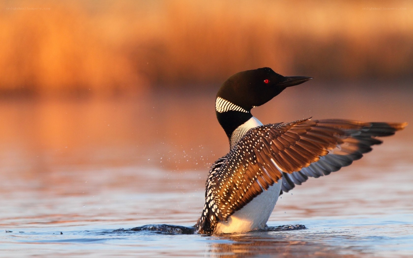 Loon spreading wings on water