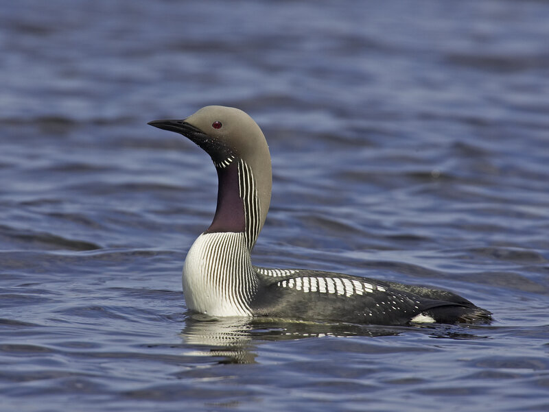 Loon Swimming in Water — Blue, Calm