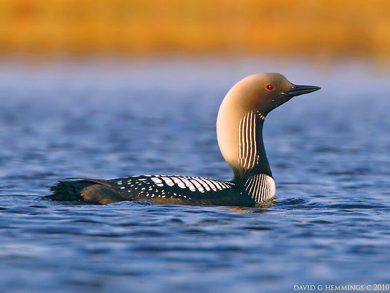 Loon Swimming in Water — Blue, Serene, Sunset