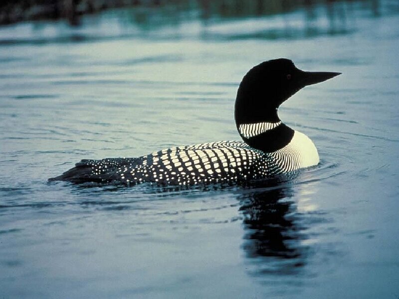 Loon Swimming in Water — Blue, Serene