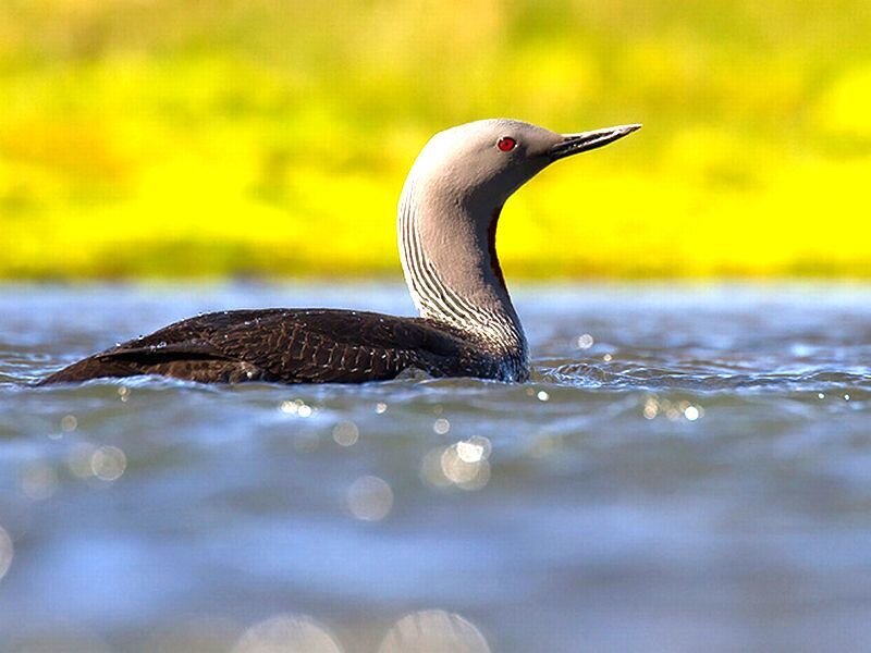 Loon Swimming in Water — Blue