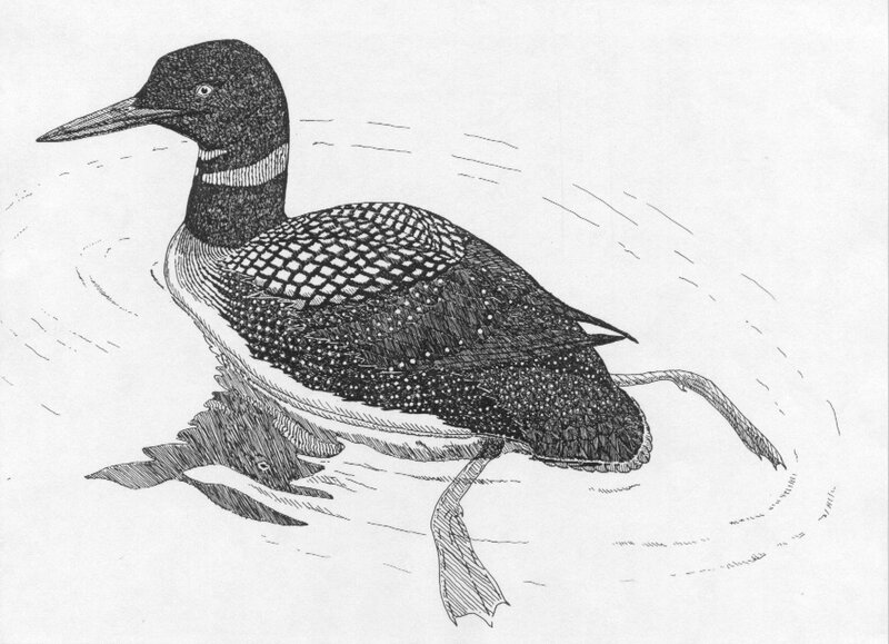 Loon swimming in water