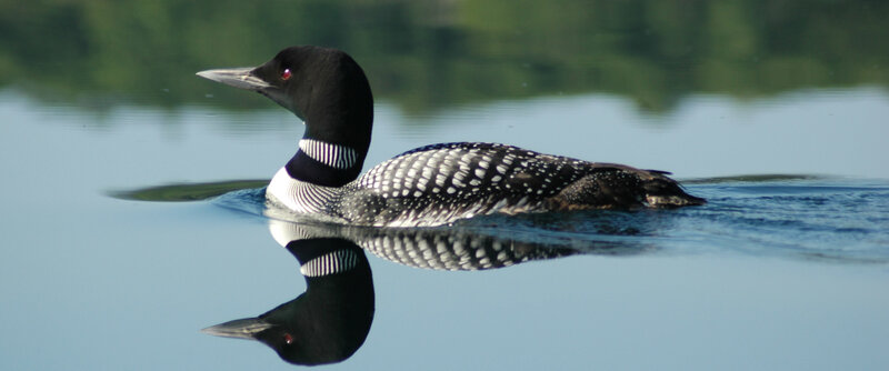 Loon swimming on a calm lake