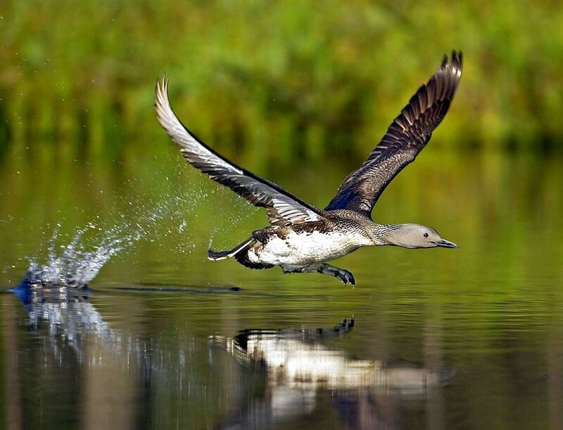 loon taking off from water