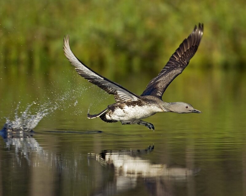 Loon Taking Off from Water — Green, Dynamic, Afternoon, Photograph