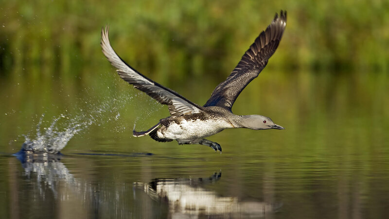Loon Taking Off from Water — Green, Dynamic