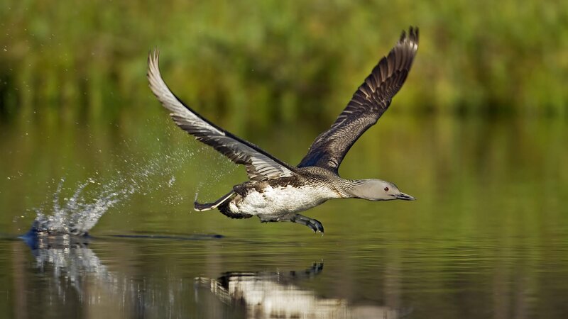 Loon Taking Off from Water — Green