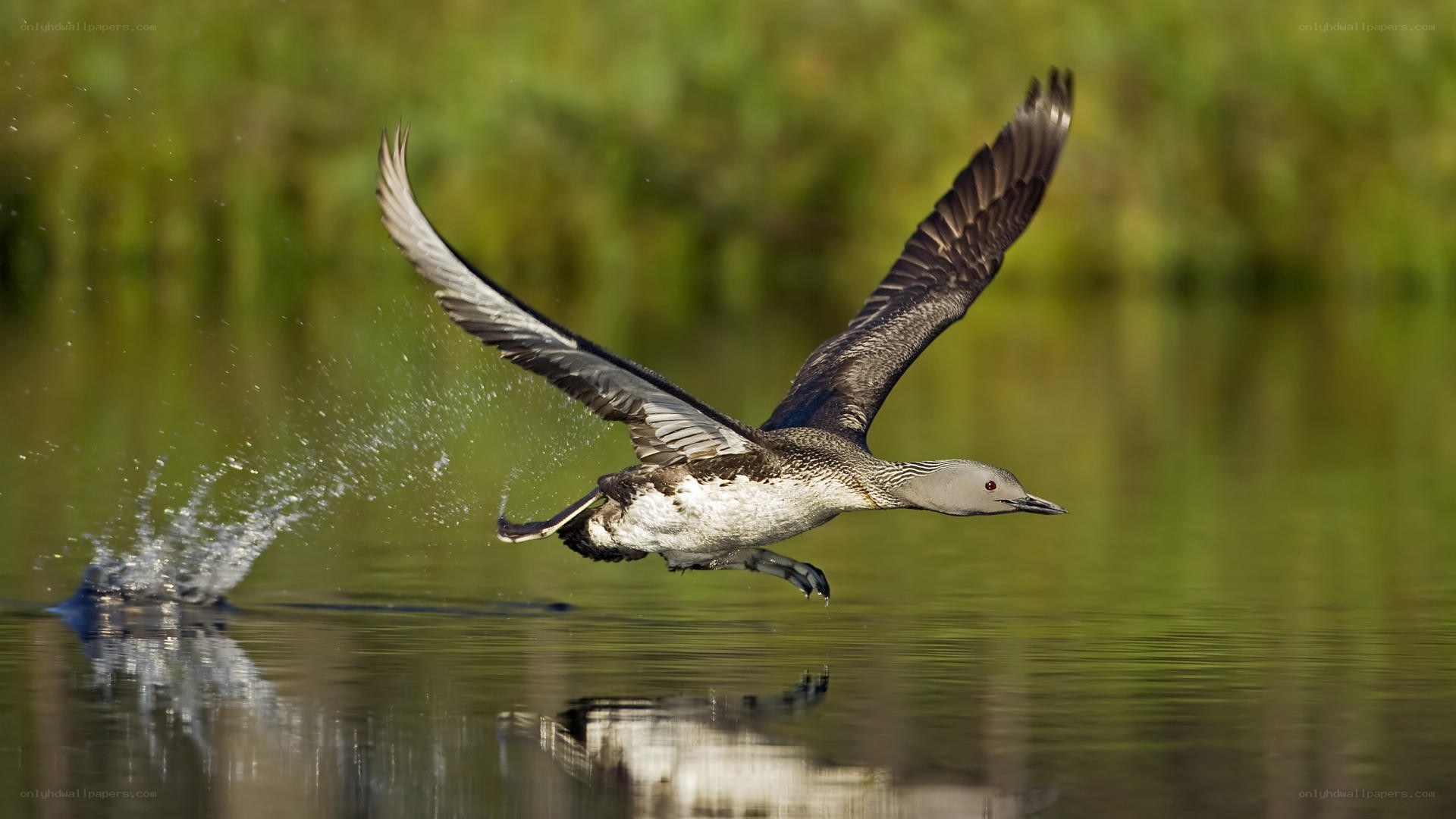 loon taking off from water