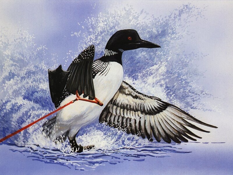 Loon water skiing