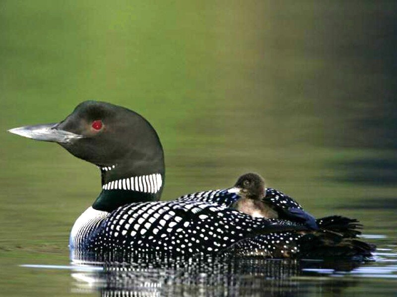 Loon with Chick — Black, Serene, Afternoon