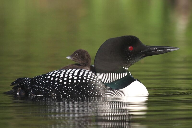 Loon with Chick — Black